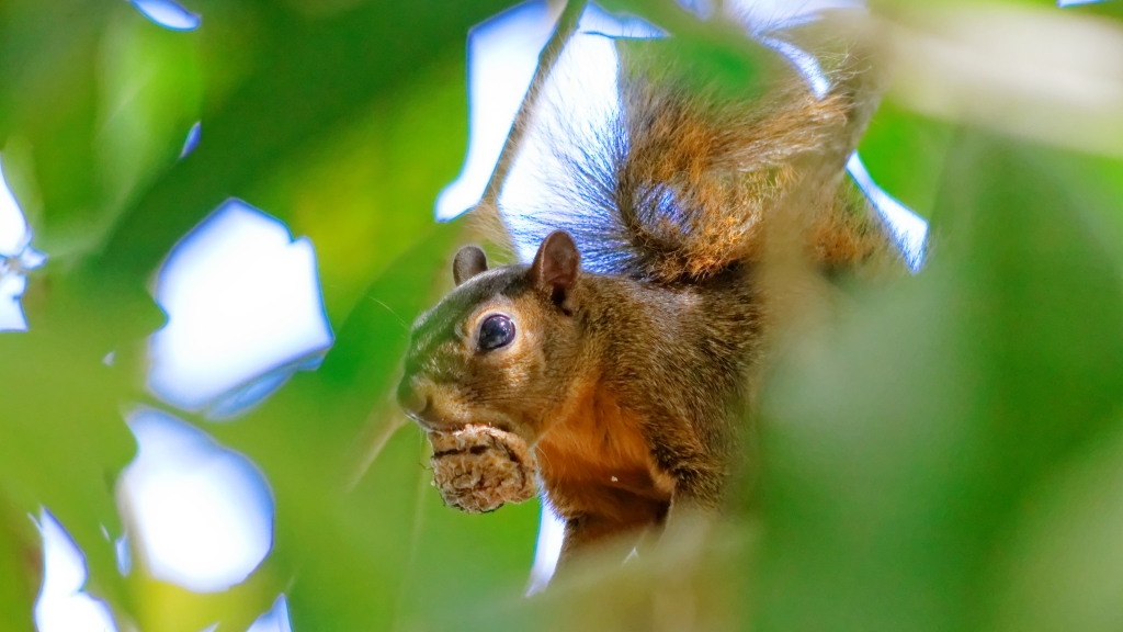 20 - Cahuita NP (05).jpg